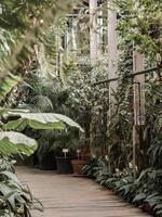 View of an old tropical greenhouse with evergreen plants, palms, lianas photo