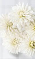 Close up of white dahlia in vase top view. Delicate elegant bouquet on a light background photo