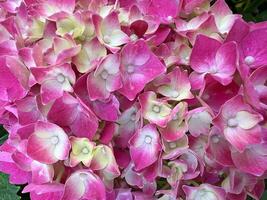 Beautiful blooming pink hydrangea. Close-up of pink flowers, abstract soft floral background for a greeting card. photo