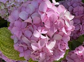 Beautiful hydrangea with inflorescences and green leaves in a Country Cottage Garden. Pink petals hydrangea serrata flower, close up. Selective focus. Background for greeting card. photo