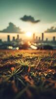 grass and blur background photo