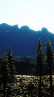 trees on meadow between hillsides with conifer forest video