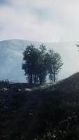mystical forest with fog and shining behind trees video