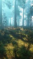 Pine forest with the last of the sun shining through the trees video