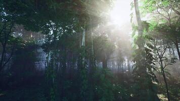 Sun Shines Through Trees in Forest video