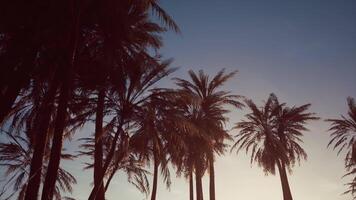 Group of Palm Trees Silhouetted Against Setting Sun video