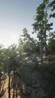 Sunlight Filtering Through Trees on Mountain video