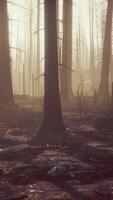 Burned trees after wildfire with pollution and a lot of smoke video