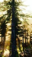 sun rising in a forest with fog video