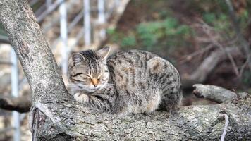 Gray striped cat resting on the tree, basking in the sun, waking up, and yawning. Pet relaxation. video