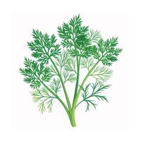 Realistic Beautiful Herbs Illustration vector