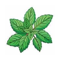 Realistic Beautiful Herbs Illustration vector