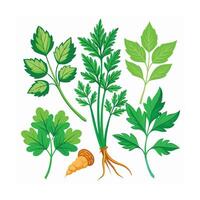 Realistic Beautiful Herbs Illustration vector