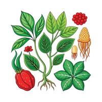Realistic Beautiful Herbs Illustration vector