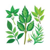 Realistic Beautiful Herbs Illustration vector