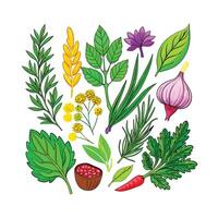 Realistic Beautiful Herbs Illustration vector