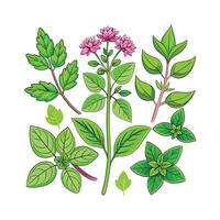 Realistic Beautiful Herbs Illustration vector