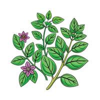 Realistic Beautiful Herbs Illustration vector