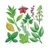 Realistic Beautiful Herbs Illustration vector