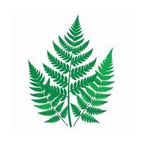 Realistic Beautiful Leaves Illustration vector