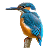 a kingfisher bird is sitting on a branch on transparent background png