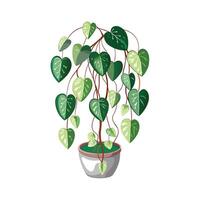 Beautiful Flowerpot Houseplant Illustration vector