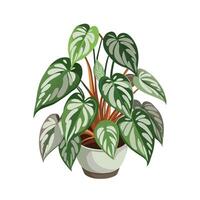 Beautiful Flowerpot Houseplant Illustration vector