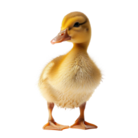 a small yellow duck on a transparent background png