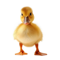 a small yellow duck on a transparent background png
