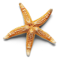starfish on transparent background png