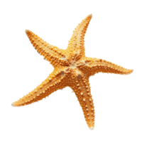 starfish on transparent background png