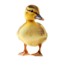 a small yellow duck on a transparent background png