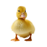 a small yellow duck on a transparent background png