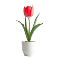 a single red tulip in a white pot on a transparent background png