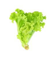 Lettuce leaf isolated,Green leaves pattern ,Salad ingredient png
