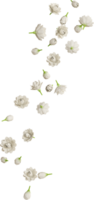 falling jasmine flower png