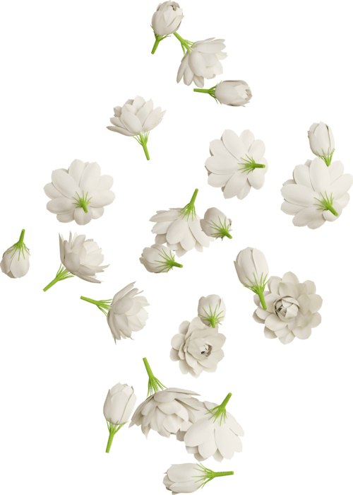 Falling Flowers PNGs for Free Download