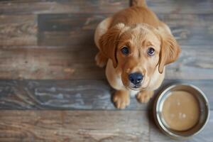 A golden retriever puppy looking up at an empty food bowl on a wooden floor photo