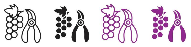 Pruning grape icon representing vineyard management and agricultural practices, suitable for wineries, vineyards, and agricultural education vector