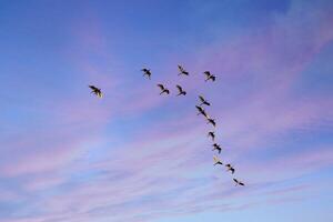 A Symphony in Flight Flock of Birds Soaring Across the Sky photo