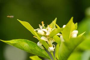 Orange tree blossom close-up, unripe oranges on the tree, beautiful blurred background photo
