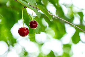 two ripe cherries hang on a branch. Agriculture concept, summer, fruits, berries photo