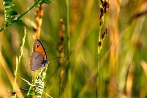 butterfly close up, side view, on the grass.butterfly sitting on the grass, sunny summer meadow, blurred meadow background. summer mood, web banner photo