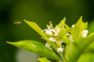 Orange tree blossom close-up, unripe oranges on the tree, beautiful blurred background photo
