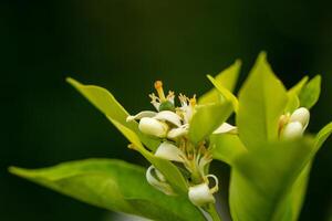 Orange tree blossom close-up, unripe oranges on the tree, beautiful blurred background photo