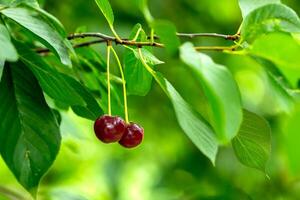 two ripe cherries hang on a branch. Agriculture concept, summer, fruits, berries photo