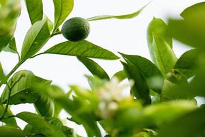 Orange tree blossom close-up, unripe oranges on the tree, beautiful blurred background photo