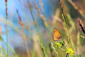 butterfly close up, side view, on the grass.butterfly sitting on the grass, sunny summer meadow, blurred meadow background. summer mood, web banner photo