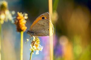 butterfly close up, side view, on the grass.butterfly sitting on the grass, sunny summer meadow, blurred meadow background. summer mood, web banner photo