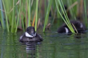 The smew is a species of duck, duck chick on the lake in Finnish taiga photo
